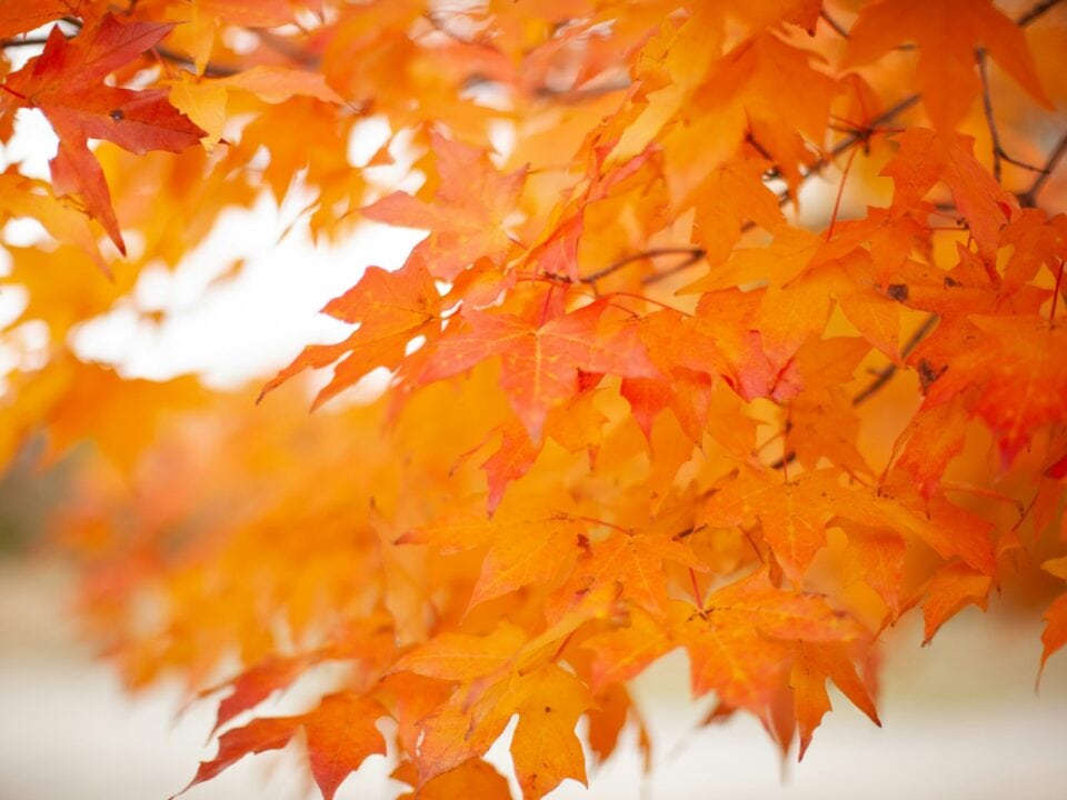 Colorful orange fall leaves